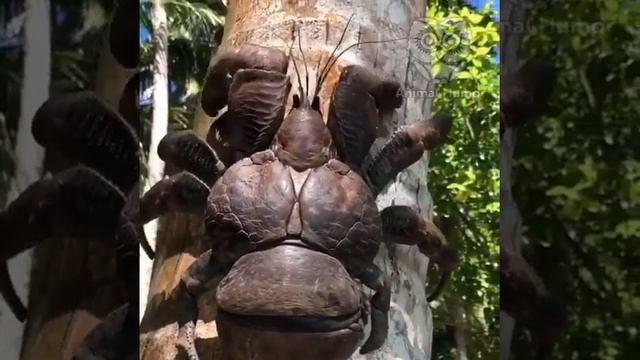 Пальмовый вор.