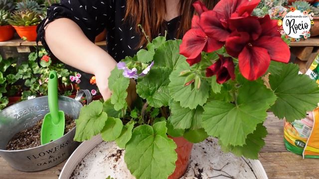 Malvones / Geranios / Novios / Cardenales - mantenimiento смотреть онлайн