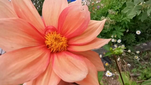 Наш сад на крайнем севере ?️?? смотреть онлайн