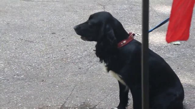 95-я Нижегородская открытая областная выставка охотничьих собак.