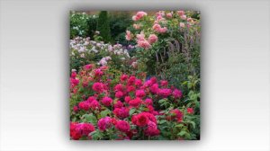 Heathcliff Rose,  David Austin 2012