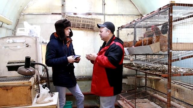 Куры несушки как бизнес. Разведение кур несушек. Бизнес идеи.