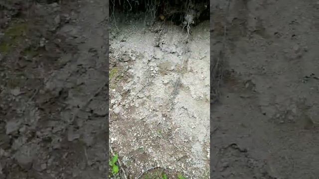 ГРИБНЫЕ ЛЕСА САХАЛИНСКОЙ ОБЛАСТИ смотреть онлайн