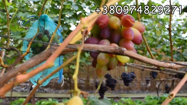 Виногради які тріщать ( новинки ) ( З ВАС ЛАЙК ТА ПІДПИСКА =) смотреть онлайн