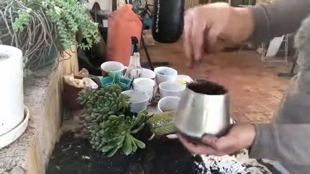 #Echeveria Emerald Ripple # แคสตัสตกแต่งใส่กระถางเล็ก ง่ายๆสวยงามประดับห้องต่างๆ ราคาประหยัด смотреть онлайн