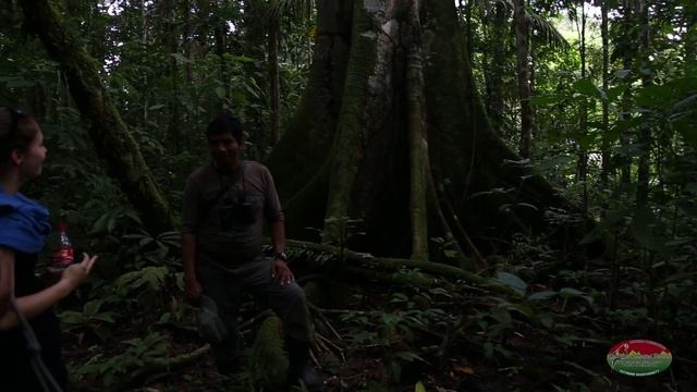 The Manu Park - Peru Palotoa Tours смотреть онлайн