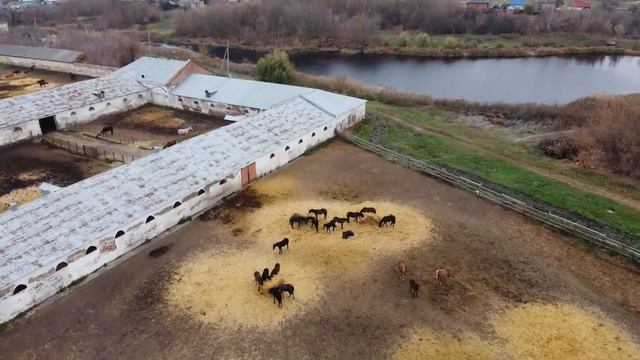 Хреновской конный завод (Воронежская область, Бобровский район), октябрь 2021 смотреть онлайн