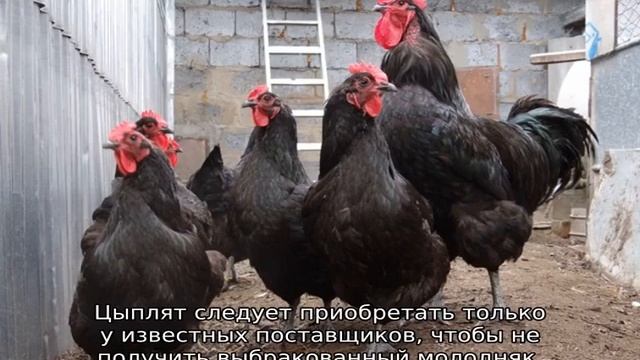 Джерсийский Гигант (порода кур) смотреть онлайн