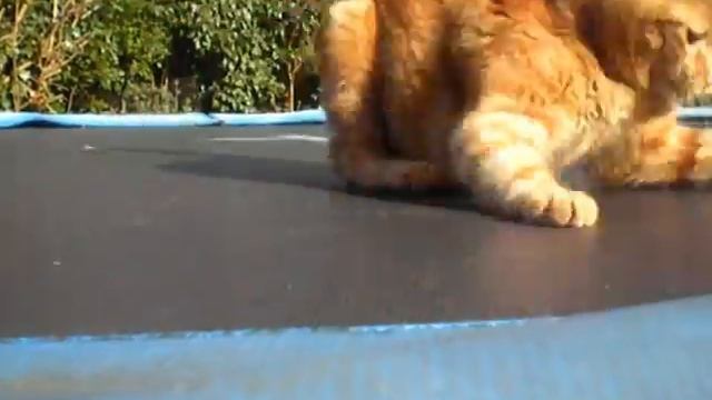 Trampoline Cat (^-_-^) смотреть онлайн