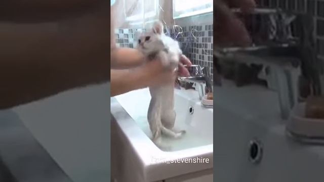 Купаем котенка смотреть онлайн