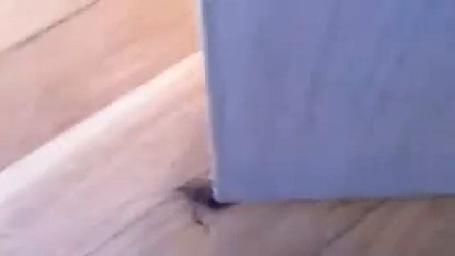 Жук проснулся. смотреть онлайн