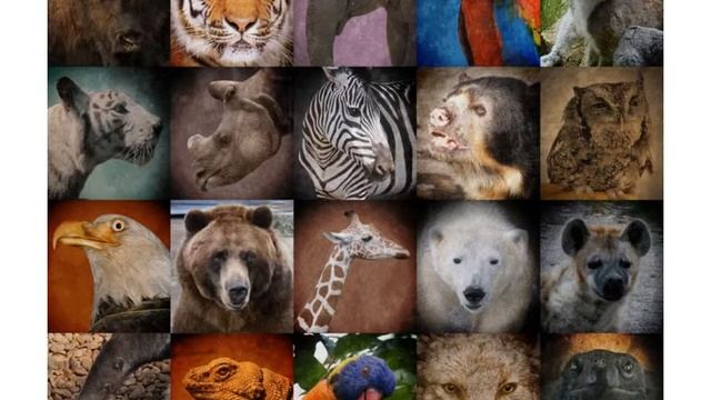 "Все обо всем". Тема: "Что такое экология?" смотреть онлайн