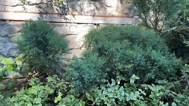 Космические можжевельники, стрижка казацкого можжевельника и др растений смотреть онлайн