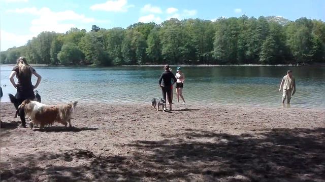 Russischer Schwarzer Terrier "JOSHY" смотреть онлайн