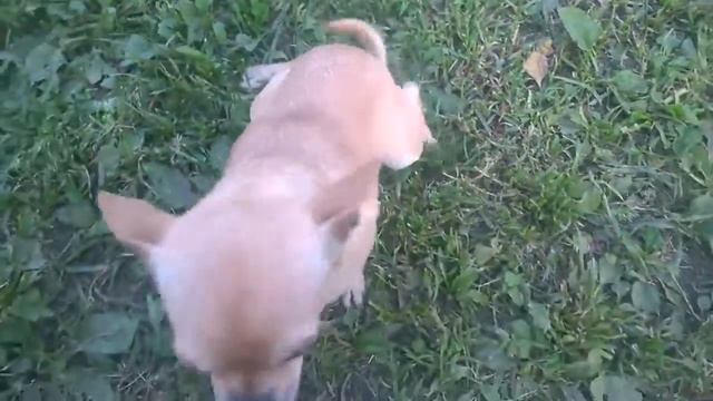 Рыжая чихуахуа девочка смотреть онлайн