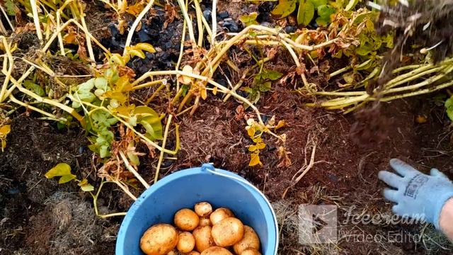Картошка в сене _ лучшая посадка, и больше ничего не надо смотреть онлайн