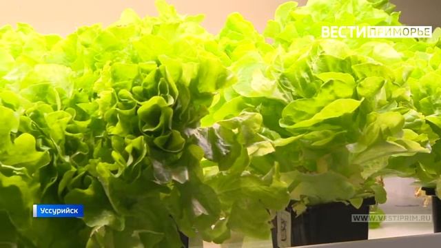 «Все дело в водорослях» Приморские ученые нашли замену дорогим удобрениям смотреть онлайн