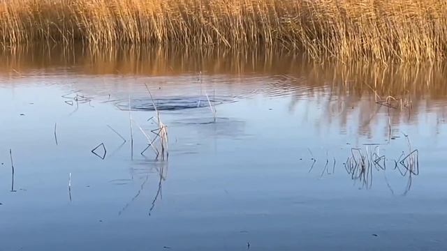 Щука осенью/сумасшедший клев щуки в трасте осенью смотреть онлайн
