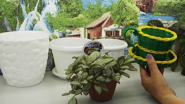 Пересадка подрастающих деток эписций в емкости разного размера. смотреть онлайн