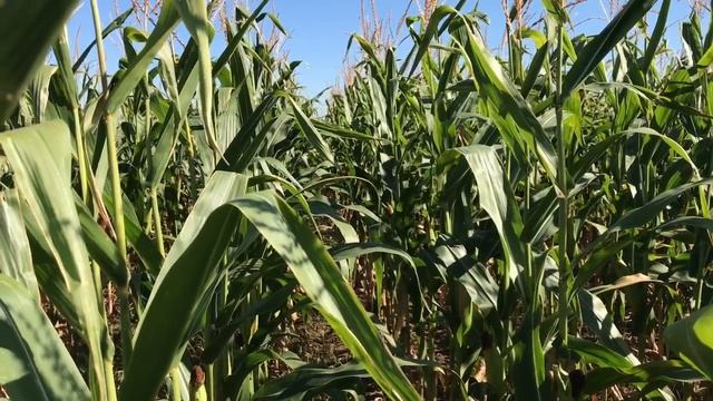 Устойчивость к засухе разных гибридов кукурузы смотреть онлайн