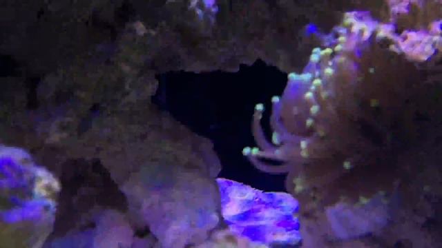 Dinoflagellates and Tank Update смотреть онлайн