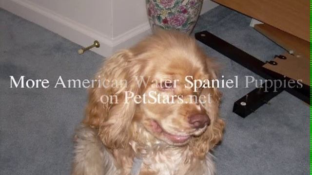 American Water Spaniel Puppies 02 смотреть онлайн