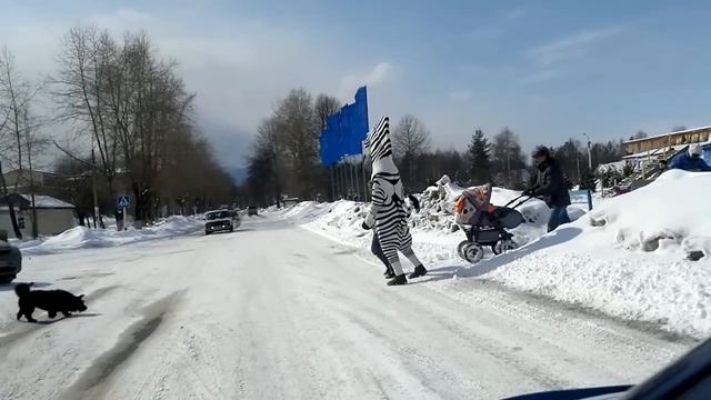 ЗЕБРА НА ЗЕБРЕ