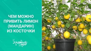 Чем можно привить лимон мандарин из косточки