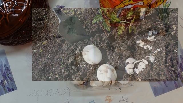 Яичная скорлупа. Простые советы начинающим дачникам! смотреть онлайн