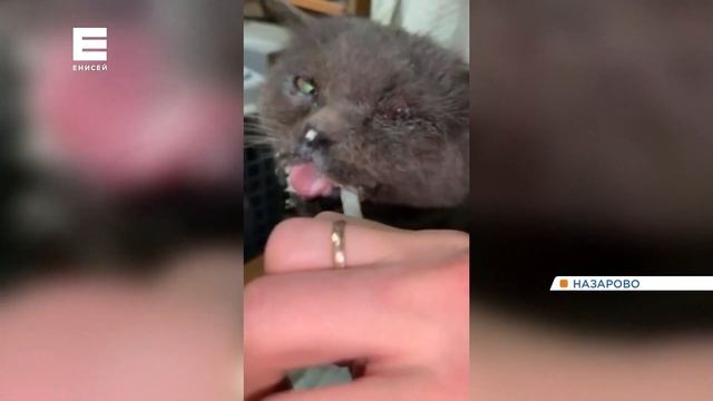 Полицейские нашли истязавшего кота 24-летнего жителя Назарова смотреть онлайн