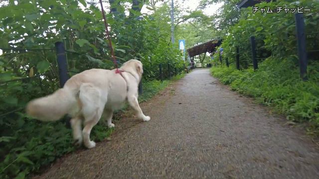 あじさい散歩 権現堂 Hydrangea walk Gongendo смотреть онлайн
