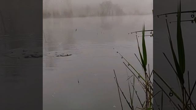 Непредсказуемая рыбалка👍 смотреть онлайн