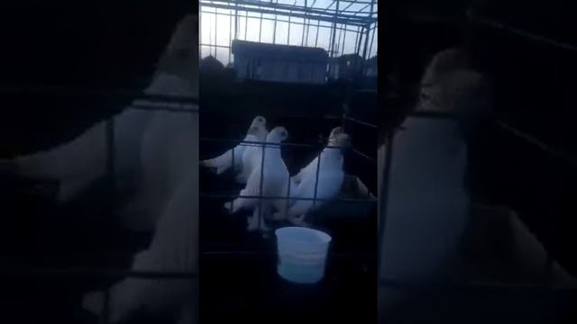 Очень приятное приветствие ? смотреть онлайн