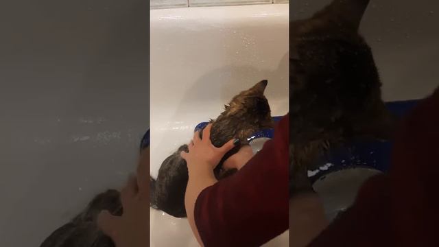 Мытье кота в ванной смотреть онлайн