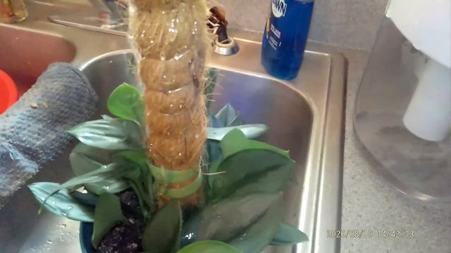 How to Water Your Scindapsus Treubii Moonlight смотреть онлайн