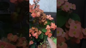 Цветет 365 дней в году. Молочай Миля. Краткий обзор.