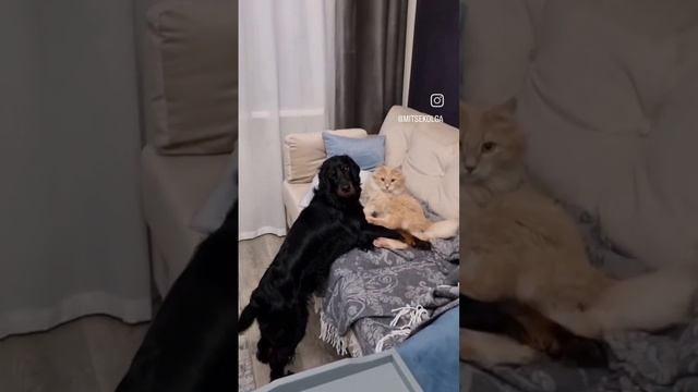 Как кошка с собакой