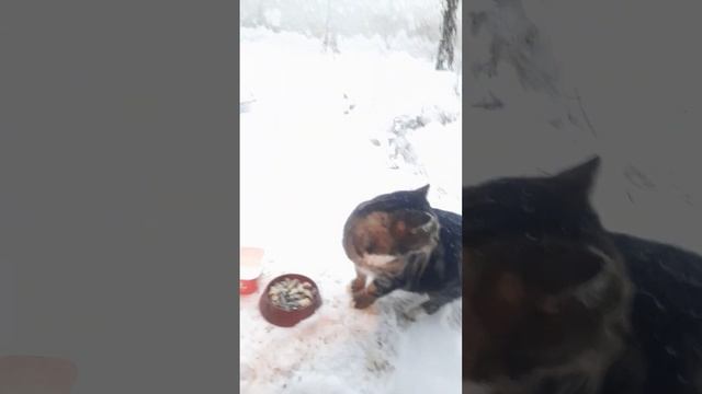 Подобрали жильё приблудному коту смотреть онлайн