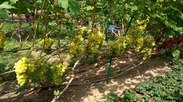 @Виноград Валек Вкусный виноград, шикарный мускат смотреть онлайн