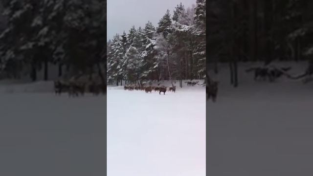 Стадо диких оленей смотреть онлайн