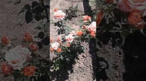 Роза Кахала