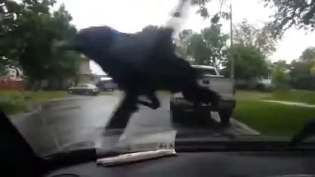 Ворона катается на дворниках смотреть онлайн