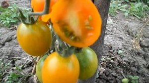 томат Каскад Золотой