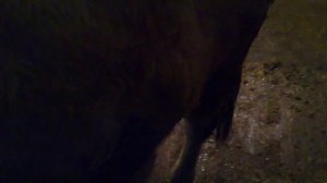 Вздутие у коровы, резать, прорезать или не паниковать