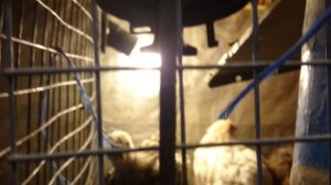 Лампы для цыплят/Типы ламп