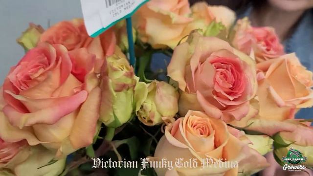 JFTV: Jet Fresh Flower Growers' Victorian Rose Samples with Juanita смотреть онлайн