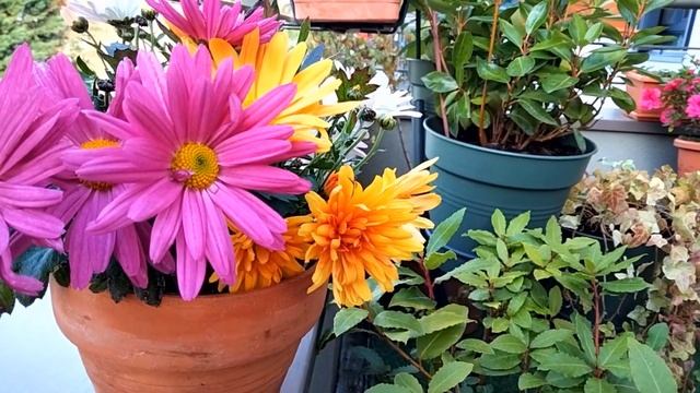 Мой французский сад на балконе. Осенняя уборка.