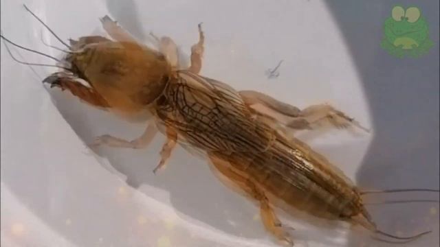 Ужас садоводов, медведка - интересные факты, личинки медведки смотреть онлайн