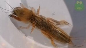 Ужас садоводов, медведка - интересные факты, личинки медведки