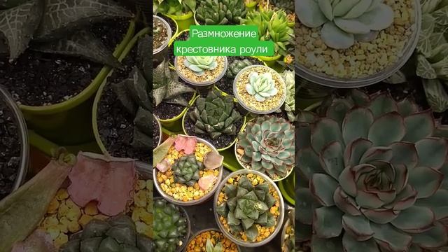Размножение крестовника роули!!! смотреть онлайн